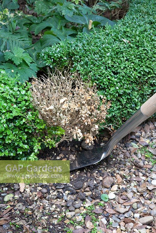 Digging out with spade. Removing Buxus sempervirens - box hedging. Diseased, dried out box plant, November. 