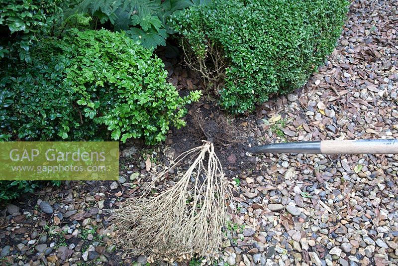 Removing diseased Buxus sempervirens - Digging out with spade. 