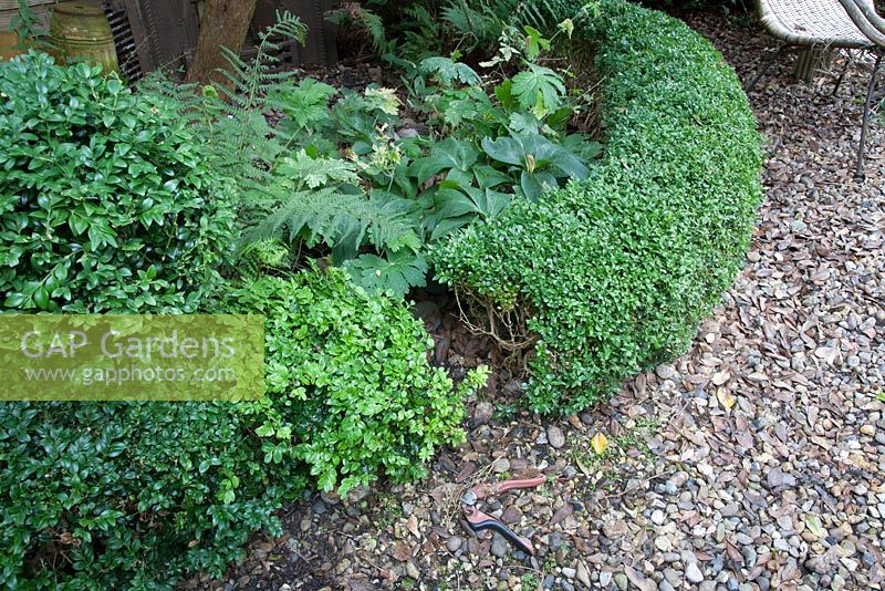 Removing diseased Buxus sempervirens 