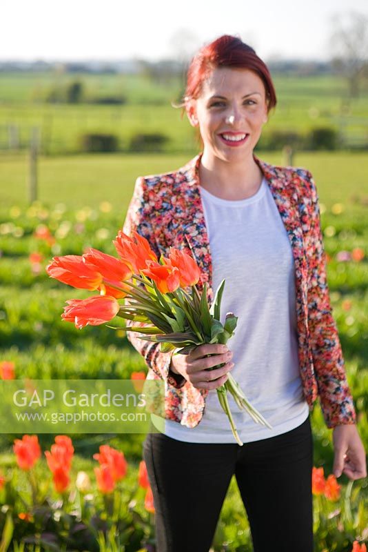 Woman picking bunches of Tulipa 'Orange Emperor'. Farrington's Farm, Somerset 