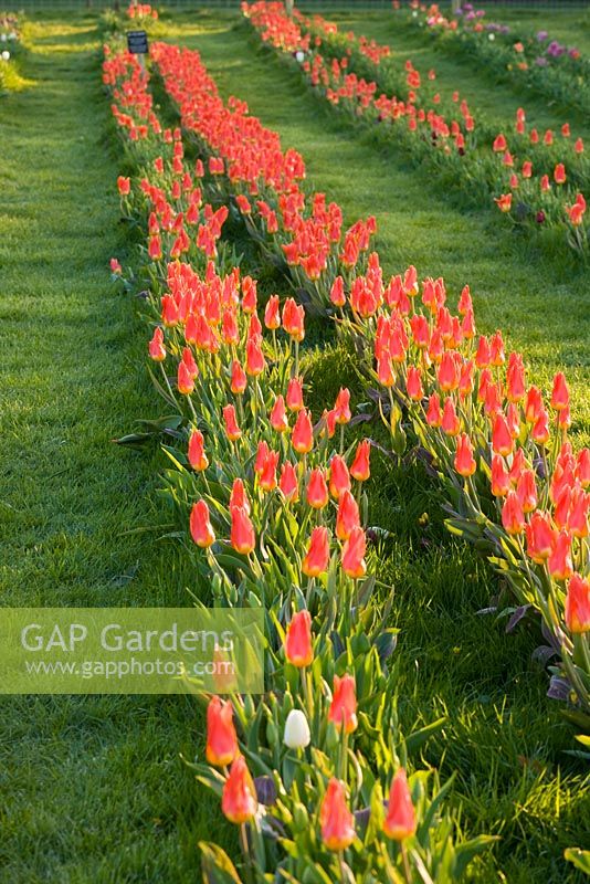 Tulipa 'Orange Emperor' fosteriana group which flowers early to late april and is fantastic for cutting. Farrington's Farm, Somerset 