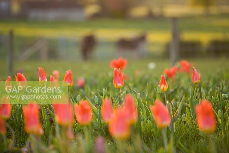 Tulipa 'Orange Emperor' fosteriana group. Farrington's Farm, Somerset 
