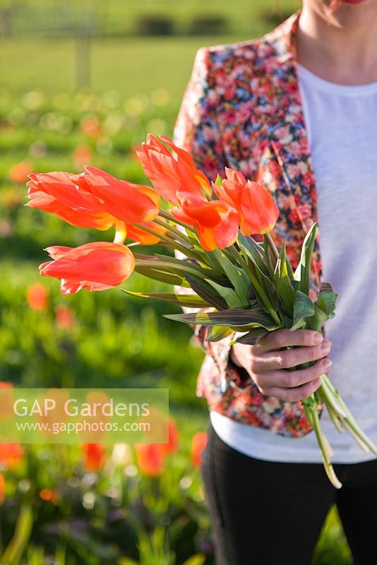 Woman picking bunches of Tulipa 'Orange Emperor'. Farrington's Farm, Somerset 
