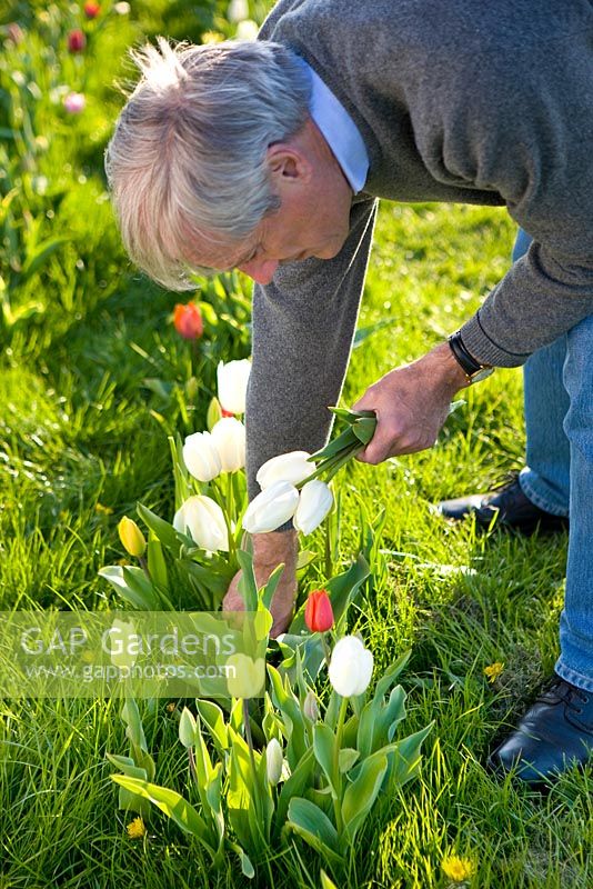 Man picking single late white tulipa 'Maureen', a good tulip for cutting and strong enough to grow through grass, planted in rows. Farrington's Farm, Somerset 