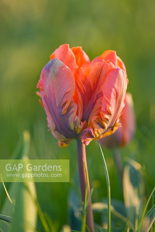 Tulipa 'Prinses Irene' - parrot tulip. Farrington's Farm, Somerset 