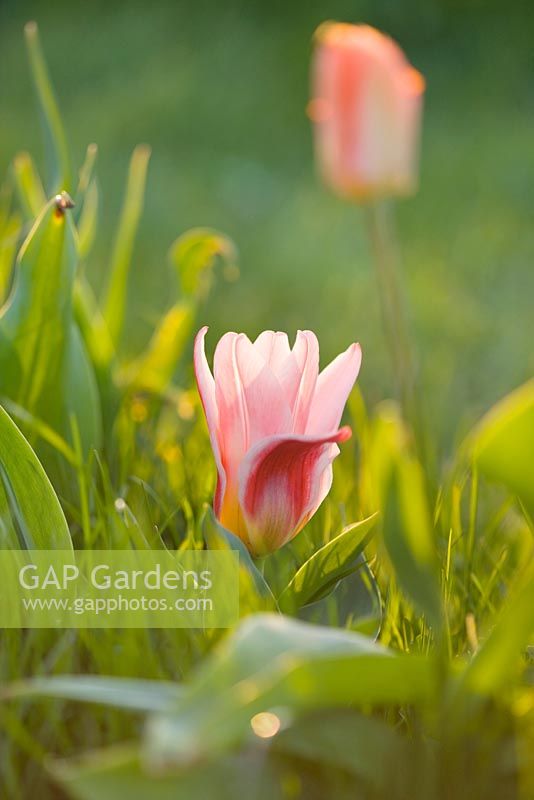 Tulipa 'Hearts Delight'. Farrington's Farm, Somerset 