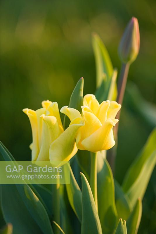 Tulipa 'Yellow Crown' - lily-flowered tulip. Farrington's Farm, Somerset 