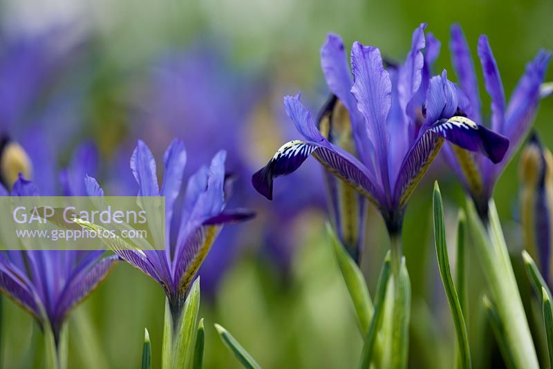Iris reticulata 'Fabiola'. Jacques Amand, Middlesex