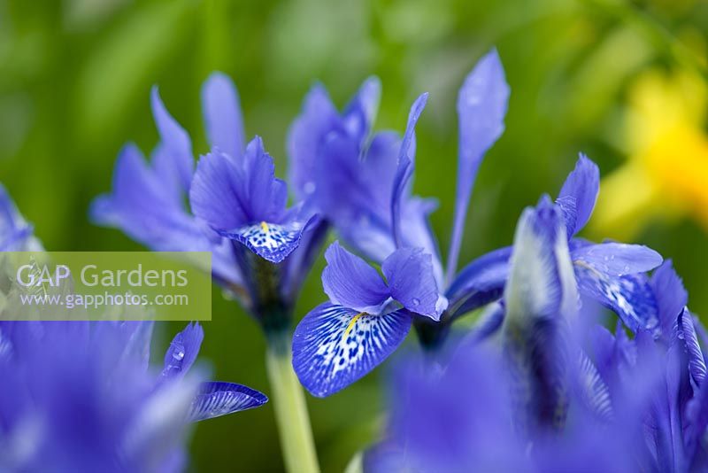 Iris histrioides 'Lady Beatrix Stanley'. Jacques Amand, Middlesex
