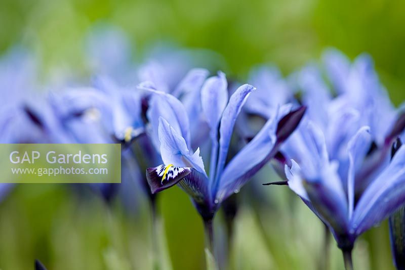 Iris reticulata 'Halkis'. Jacques Amand, Middlesex