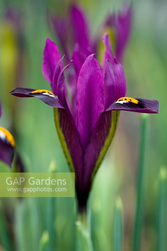 Iris reticulata 'J S Dijt'. Jacques Amand, Middlesex