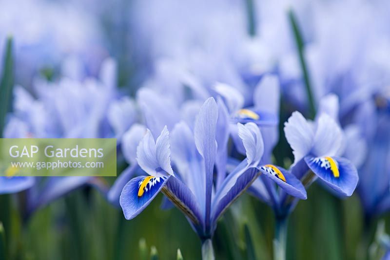 Iris reticulata 'Gordon'. Jacques Amand, Middlesex