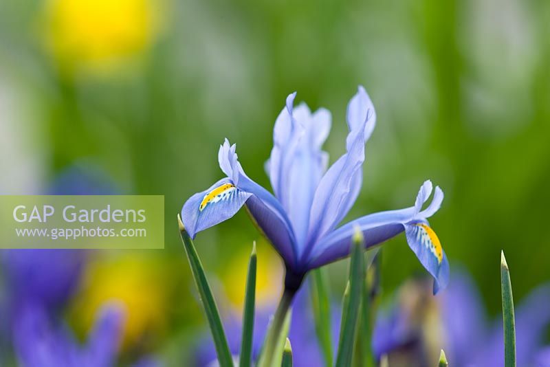 Iris reticulata 'Kuh - e - abr' - discovered in Iran in 1977. Jacques Amand, Middlesex