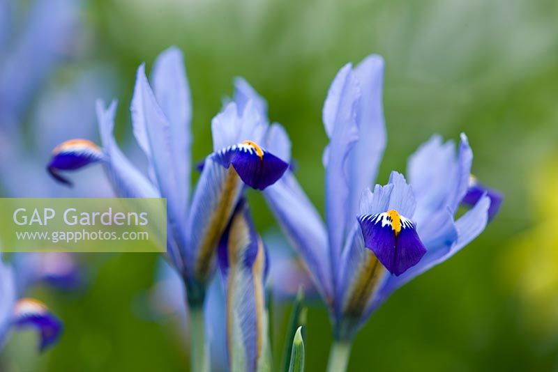 Iris reticulata 'Carolina'. Jacques Amand, Middlesex