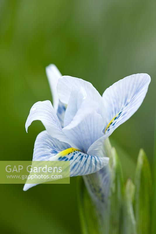 Iris reticulata 'Sheila Ann Germaney'. Jacques Amand, Middlesex