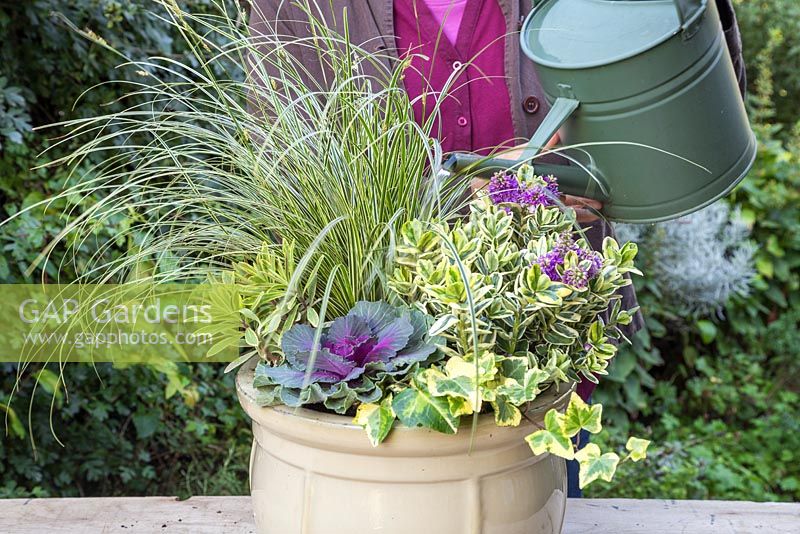 Watering an autumnal container featuring Carex brunnea 'Gold Strips', Euphorbia x martinii 'Ascot Rainbow', Hedera helix 'Golden Kolibri', Ornamental cabbage - Brassica oleracea, Hebe addenda Variegated and Ajuga reptans 'Golden Beauty'