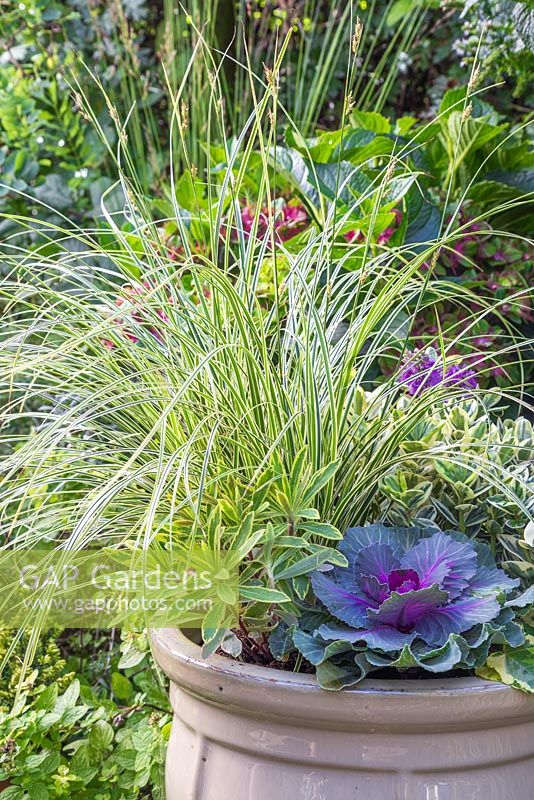 An Autumnal container with a Variegated colour scheme. Featuring Carex brunnea 'Gold Strips', Euphorbia x martinii 'Ascot Rainbow', Hedera helix 'Golden Kolibri', Ornamental cabbage - Brassica oleracea and Hebe addenda Variegated