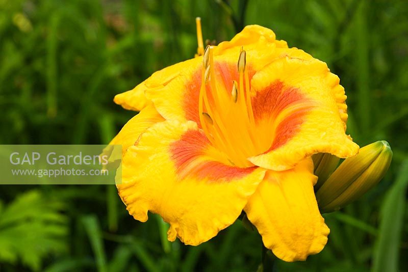 Hemerocallis 'Fooled Me' - Daylily flower in summer