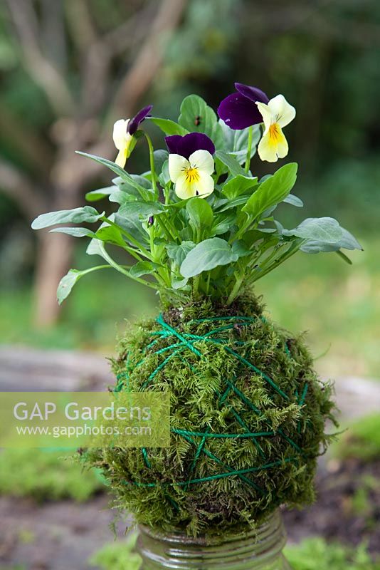 Viola kokedama - You can stand the Kokedama on top of jar full to the brim keep the moss and roots moist
