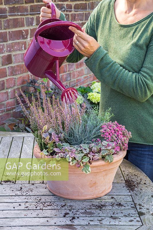 Watering Autumnal container featuring Sedum cauticola, Hebe, Ajuga reptans 'Burgundy Glow', Festuca glauca and Calluna vulgaris