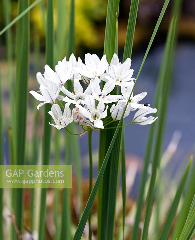 Triteleia hyacinthina - mid summer - RHS Wisley Garden