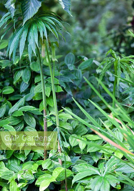 Arisaema consanguineum - mid summer - Kew Gardens