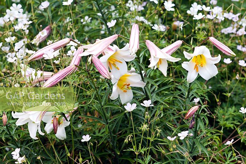 Lilium regale - mid summer - Kew Gardens