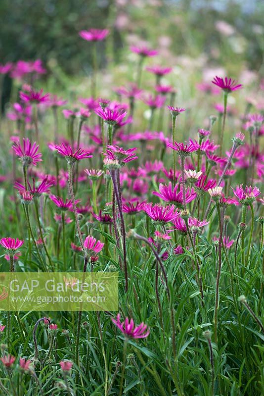 Echinacea tennesseensis - mid summer - Kew Gardens