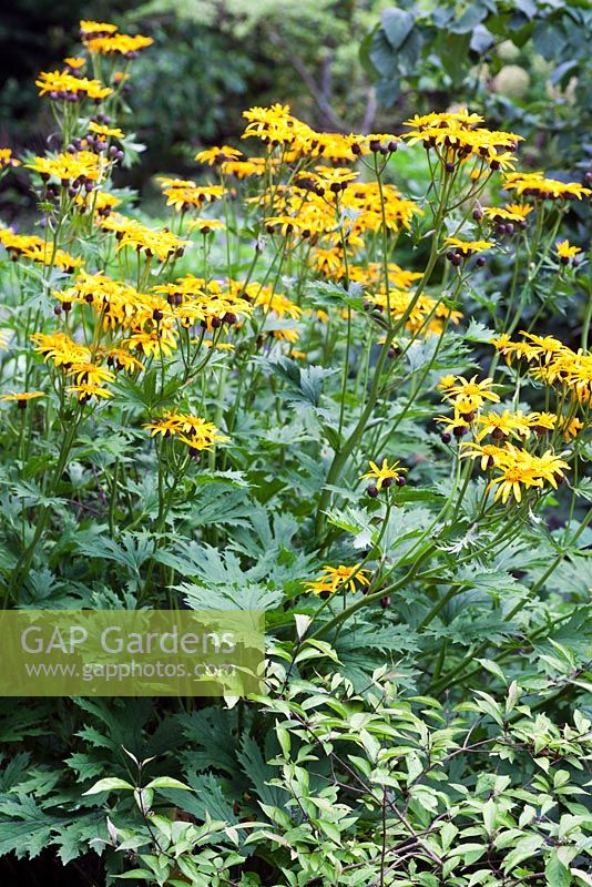 Ligularia japonica - mid summer - Cambridge University Botanic Garden