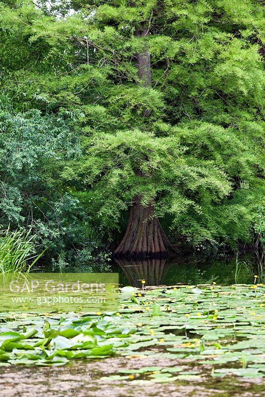 Metasequoia glyptostroboides - mid summer - Cambridge University Botanic Garden