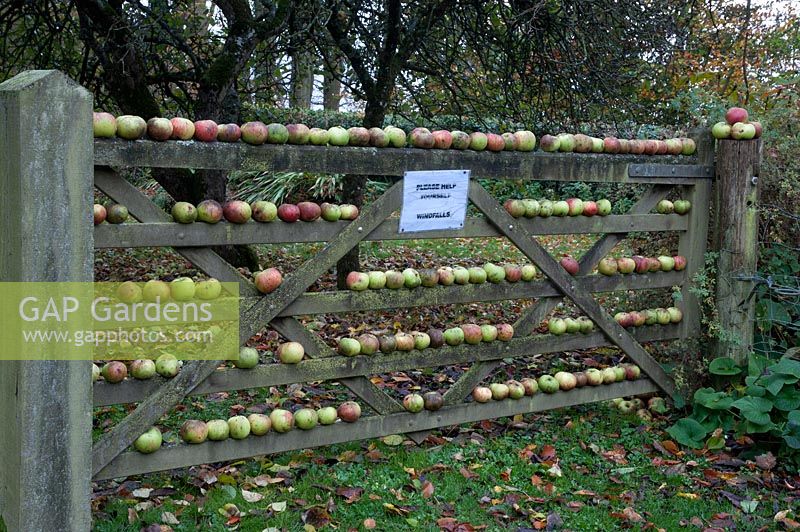 Apples, windfalls on gate