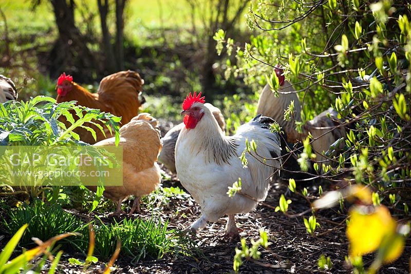 Chickens kept in a garden to deal with slugs and snails