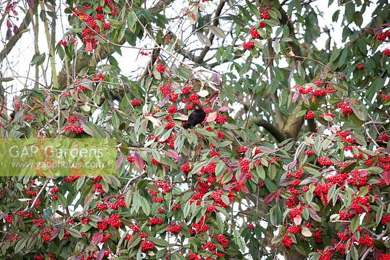 Blackbird eating the berries of Cotoneaster 'Cornubia' AGM