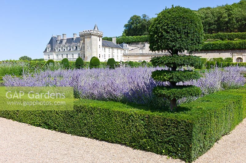 Formal garden of clipped Buxus sempervirens and Taxus topiary hedges with Perovskia at Chateau de Villandry, Loire Valley, France