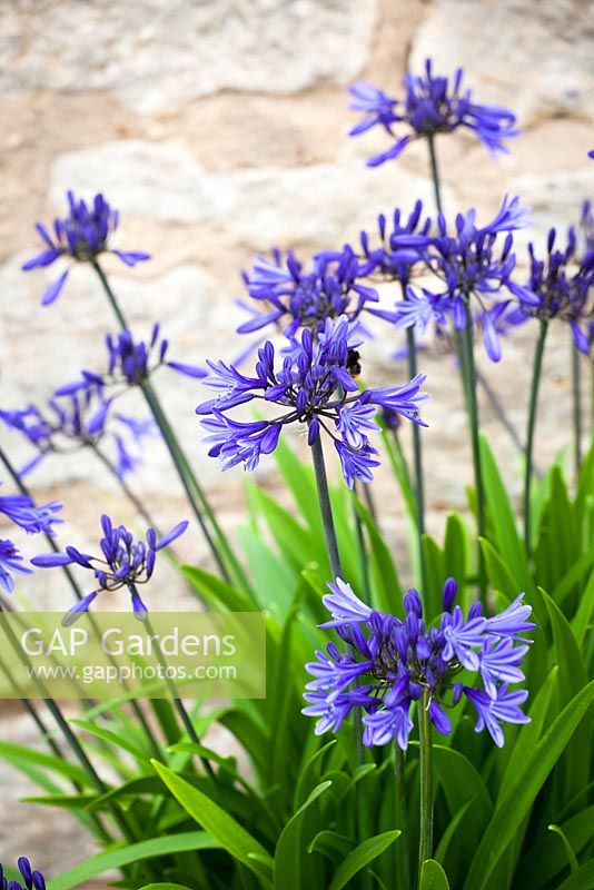 Agapanthus 'Navy Blue' syn A. 'Midnight Star' growing in a terracotta pot. African lily