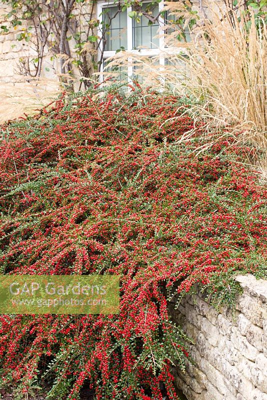 Cotoneaster horizontalis growing against a low wall, showing autumn berries. Wall spray, Rock spray