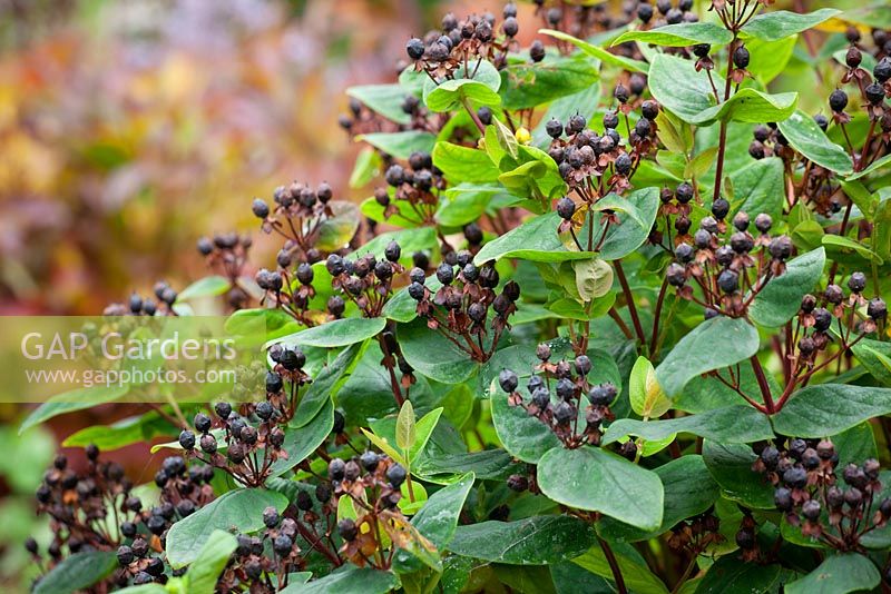 Hypericum - The berries of St John's Wort 
