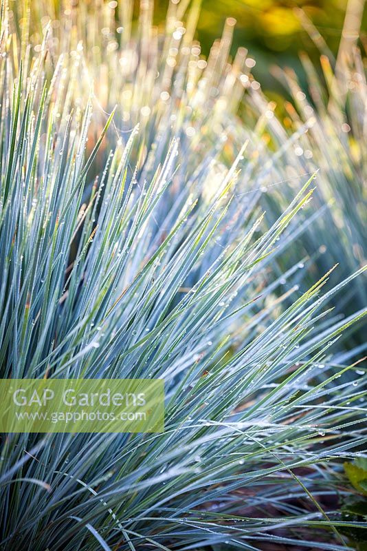 Helictotrichon sempervirens, Blue oat grass. Grass, July.