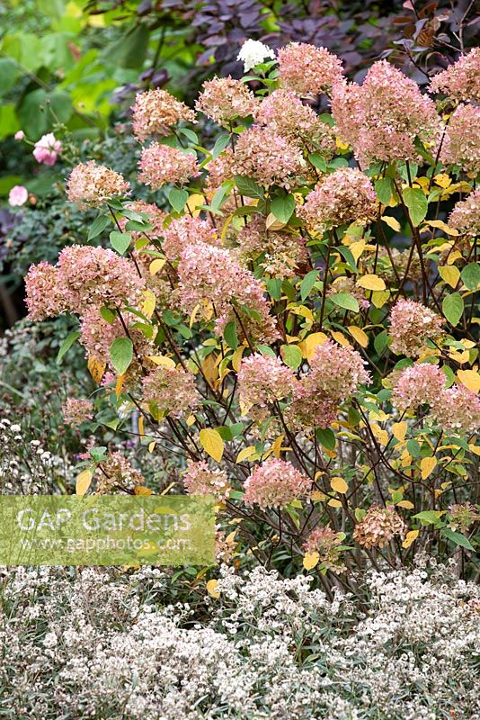 Hydrangea paniculata 'Limelight', Shrub with Anaphalis triplinervis 'Sommerschnee', Pearly Everlasting Flower. October.