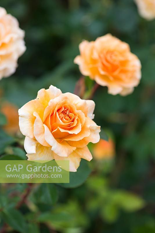 Rosa Welwyn Garden Glory - 'Harzumber'