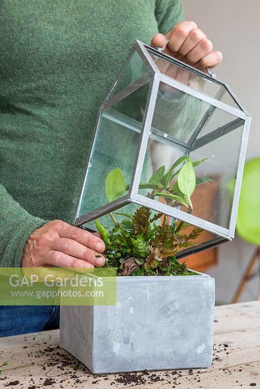 Carefully place the glass cage over the plants being careful not to damage them