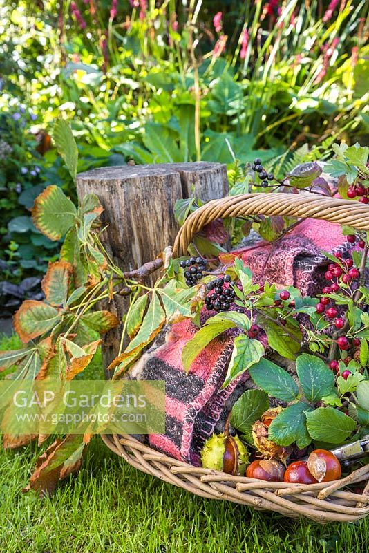 Wicker basket containing a rug and foraged goods. Horse chestnut - Aesculus hippocastanum, Hawthorn and Elderberry