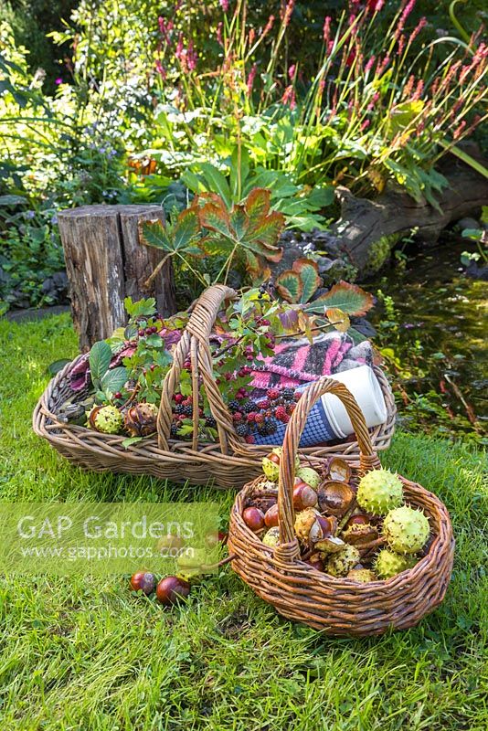 Wicker baskets containing foraged Blackberries, Hawthorn and Horse Chestnuts.
