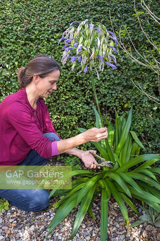 Woman cutting back spent Agapanthus