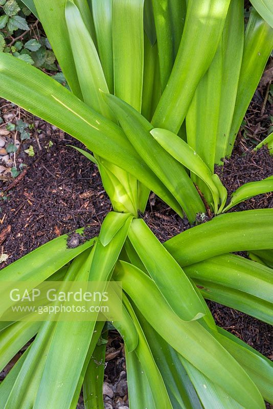 An Agapanthus cut back and mulched with natural garden compost