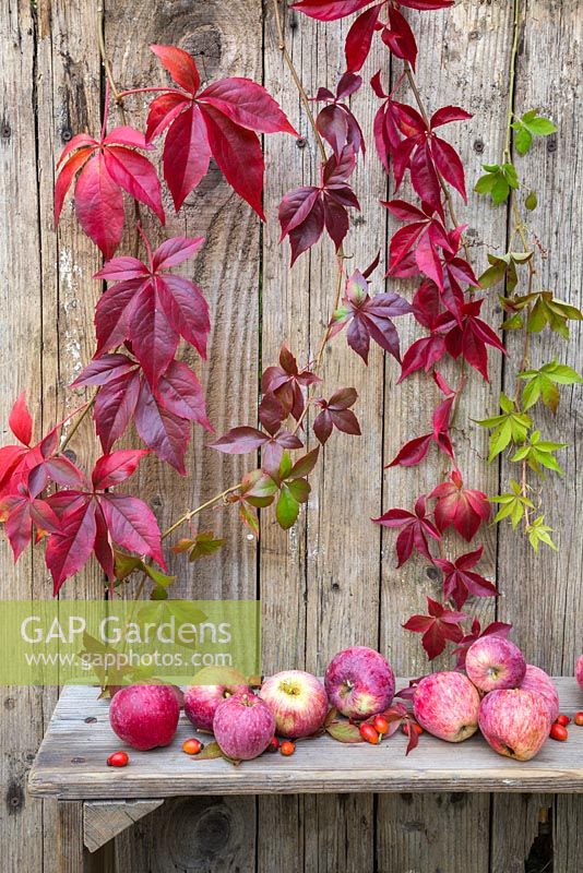 Autumnal display featuring Virginia creeper, windfall apples and rose hips