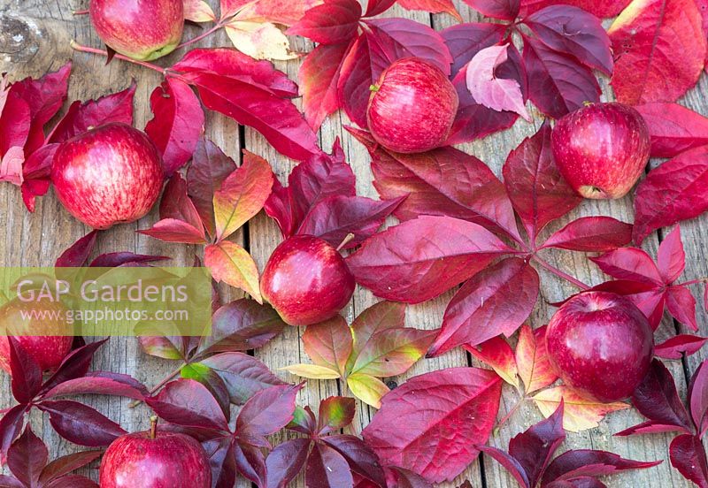 Autumnal display featuring Virginia creeper and windfall apples