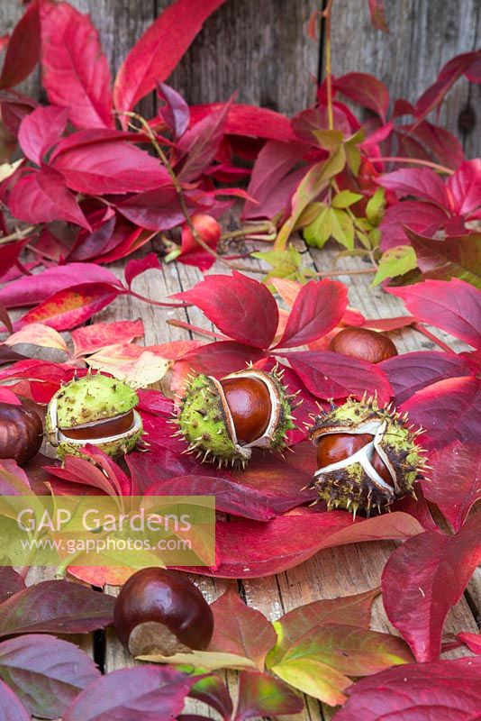Autumnal display featuring Virginia creeper and horse chestnuts
