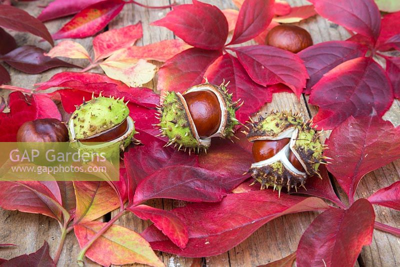 Autumnal display featuring Virginia creeper and horse chestnuts