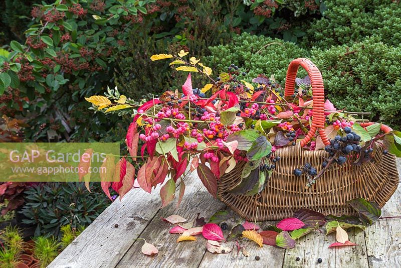 Wicker basket containing foraged Spindle - Euonymus, Sloe berries - Prunus spinosa, Elderberry - Sambucus and Common hazel - Corylus avellana